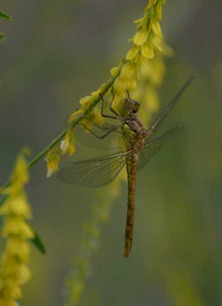 Sympetrum?